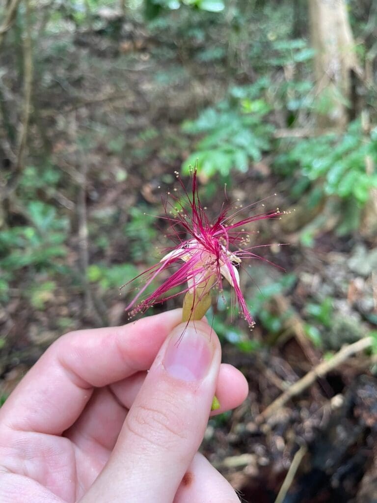 Pink powder-puff flower with long stamens held between finger and thumb