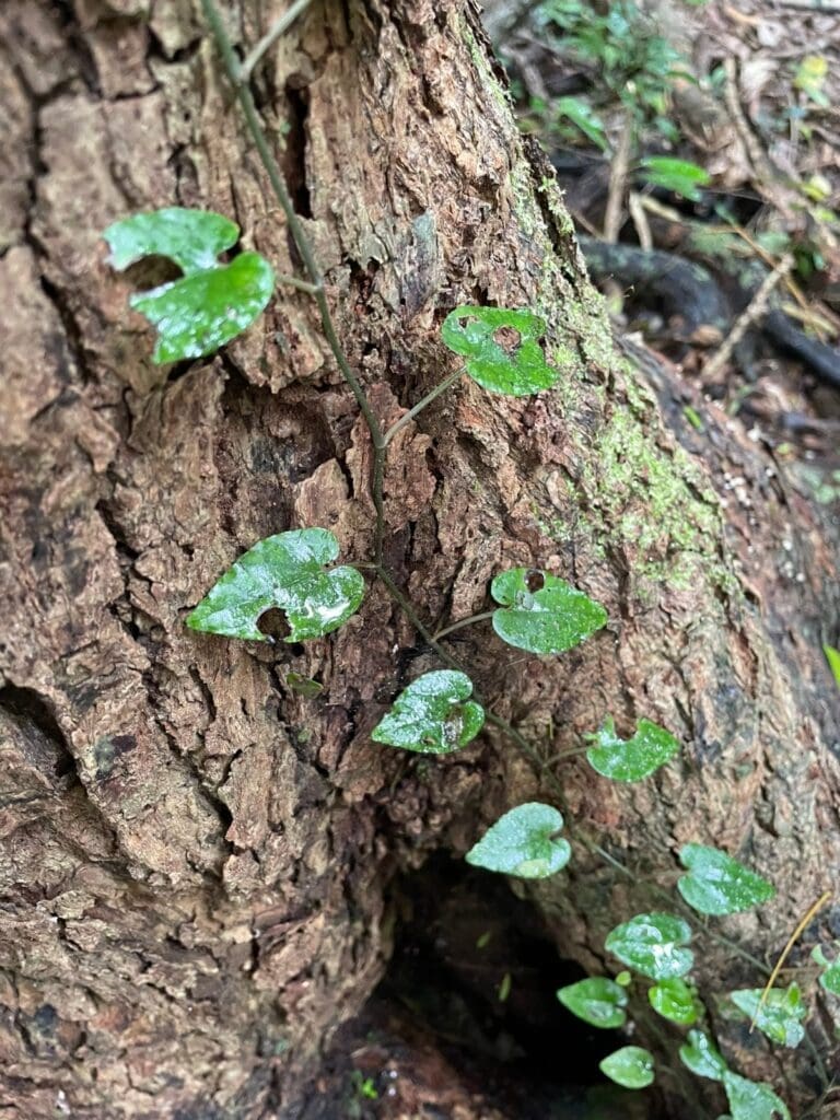 Small vine with heart-shaped leaves climbing the base of a tree trunk