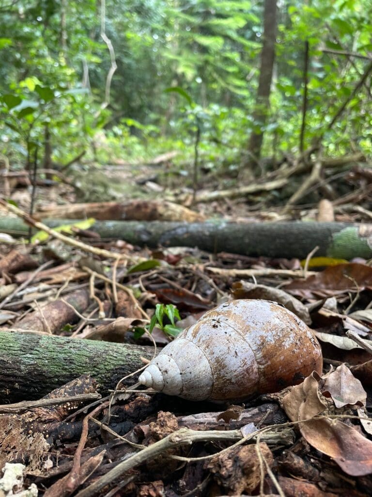 Large white and brown land snail shell lying in leaf litter on the forest floor