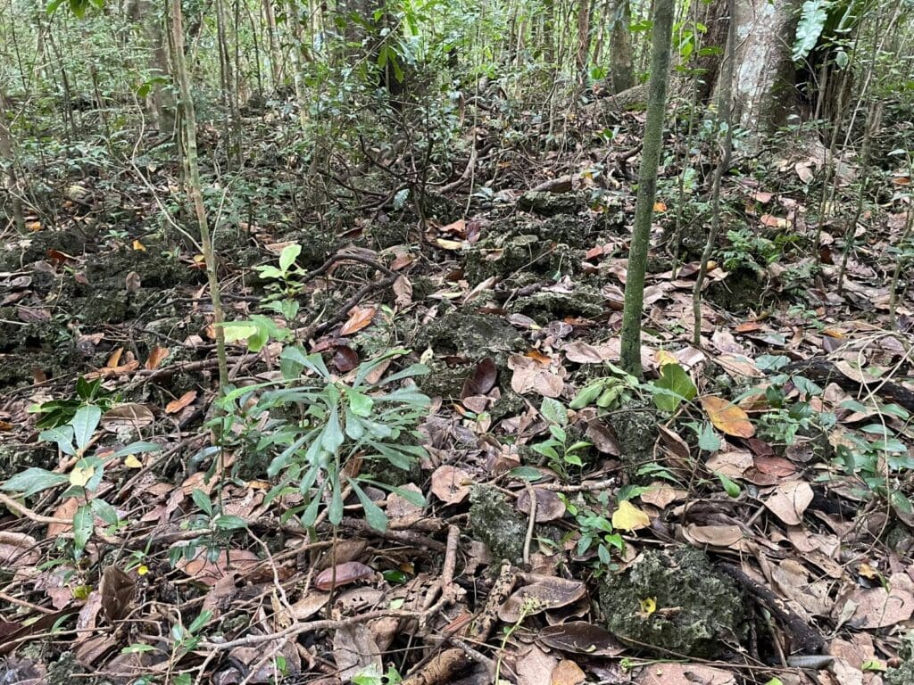 Forest floor covered in dry leaves over rough limestone rocks, with thin trees behind