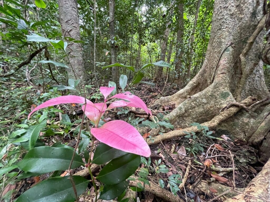 Shrub with bright pink new leaves in front of a large buttressed tree trunk