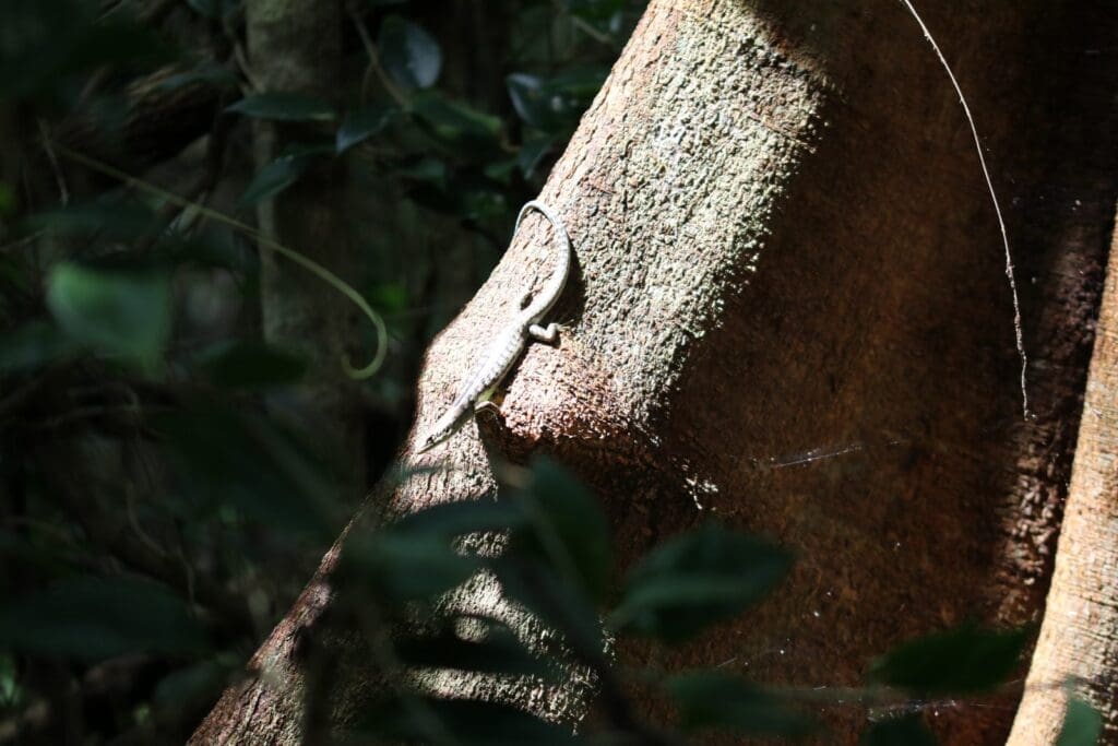 Small skink basking on a sunlit tree root in the forest