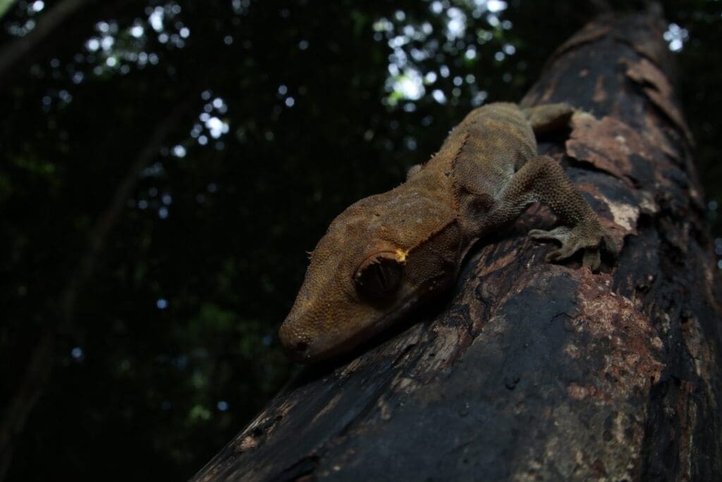 Wild crested gecko resting on a dark, burnt tree trunk during the day, forest canopy behind