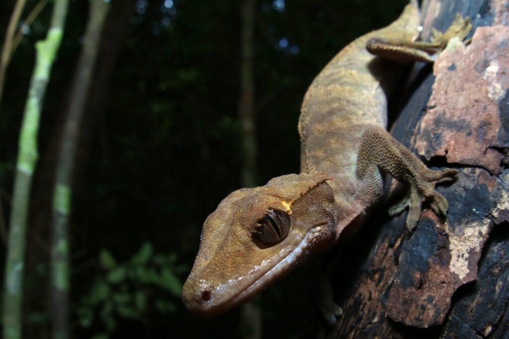 Close-up of a wild crested gecko's head showing the fringed crests above its eyes