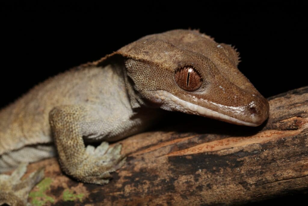 Close-up of a wild crested gecko's head and eye on a branch at night