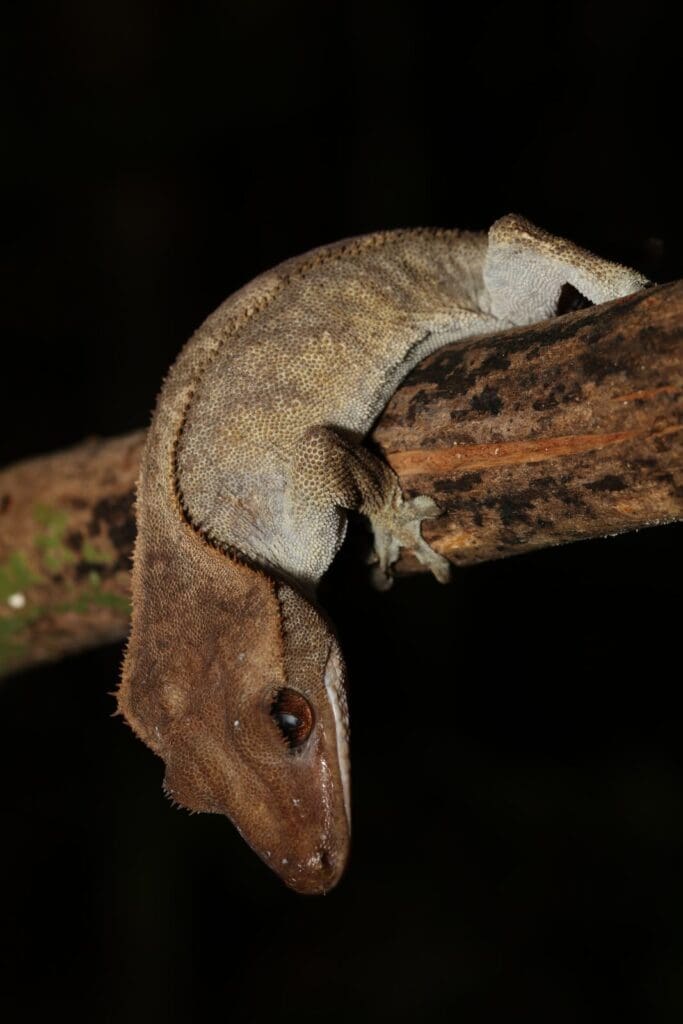 Crested gecko hanging head-down over a branch against a black night background