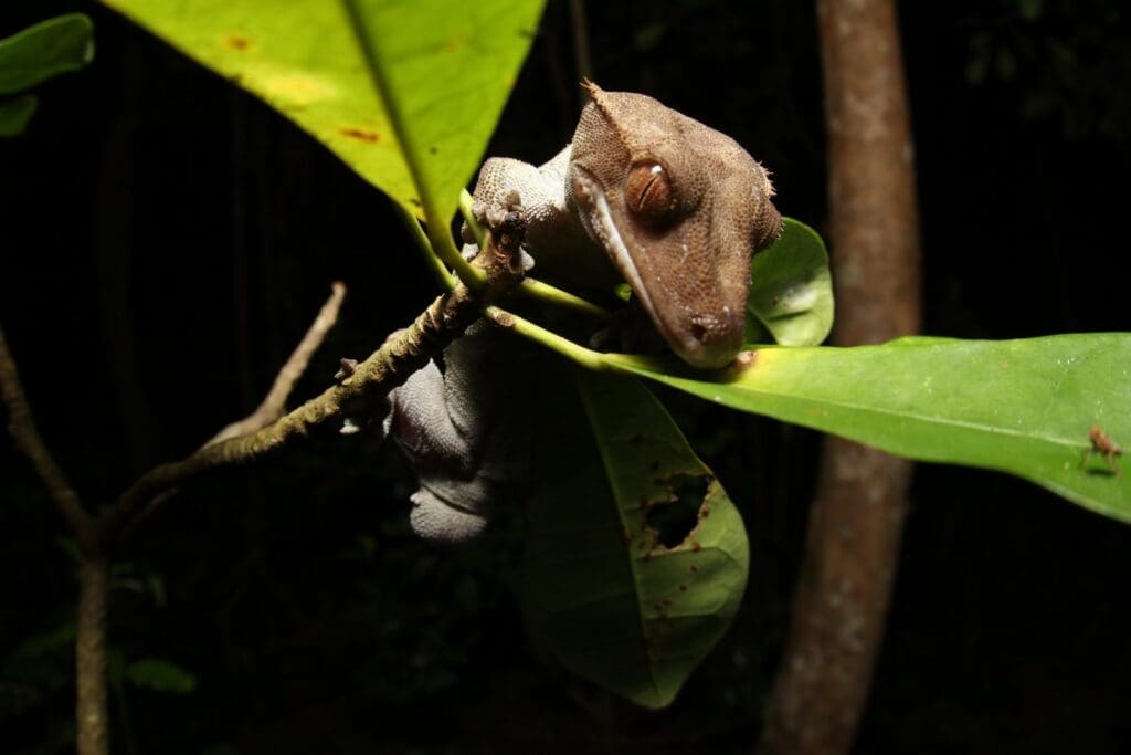 Crested gecko at night hanging beneath a leaf, gripping a thin twig