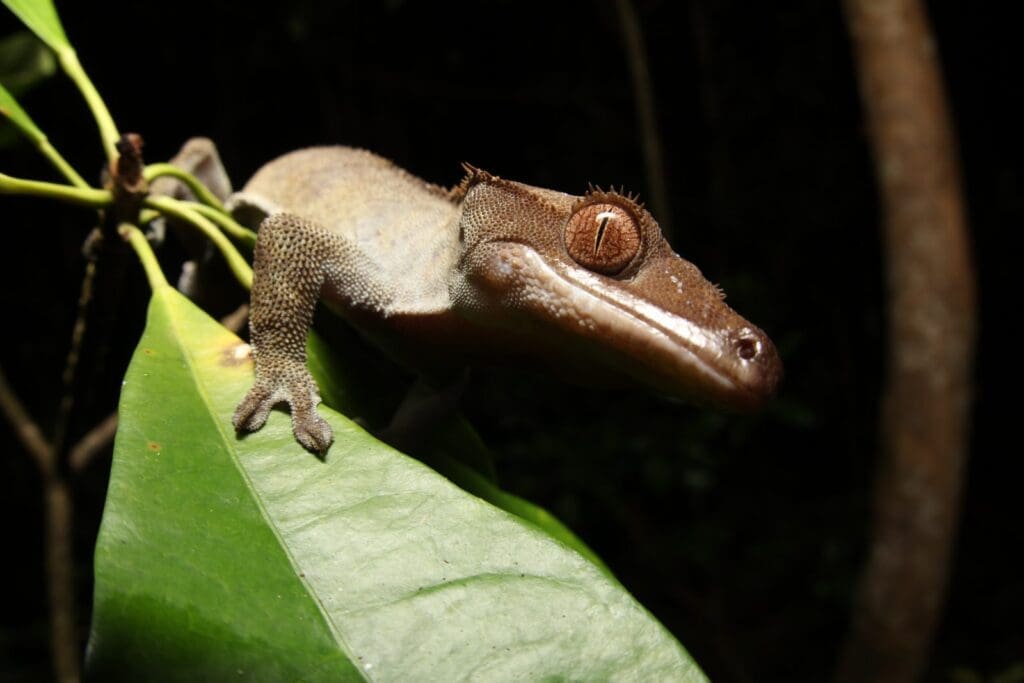 Crested gecko at night stretching out over a large leaf at the end of a branch
