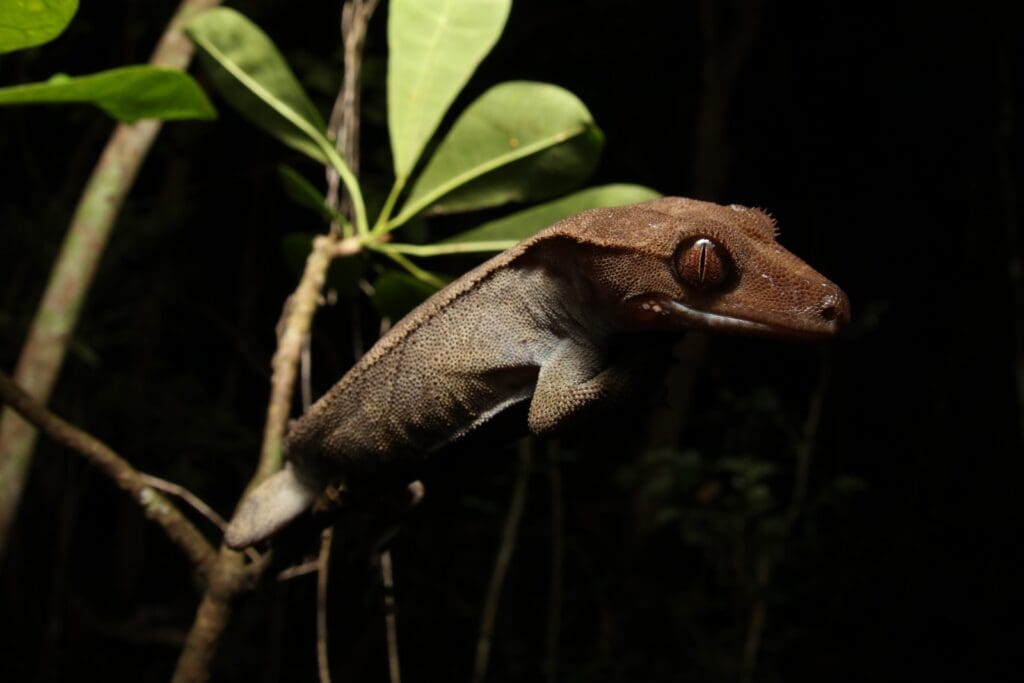 Crested gecko at night perched at a branch tip beside a rosette of leaves