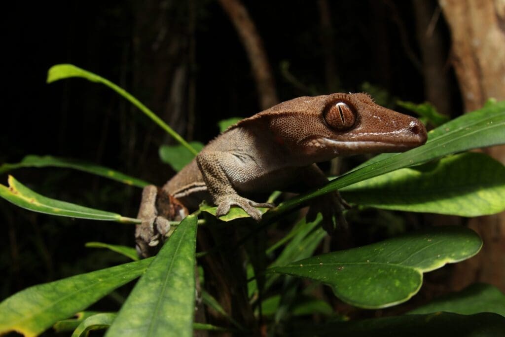 Crested gecko at night among long green leaves on a shrub