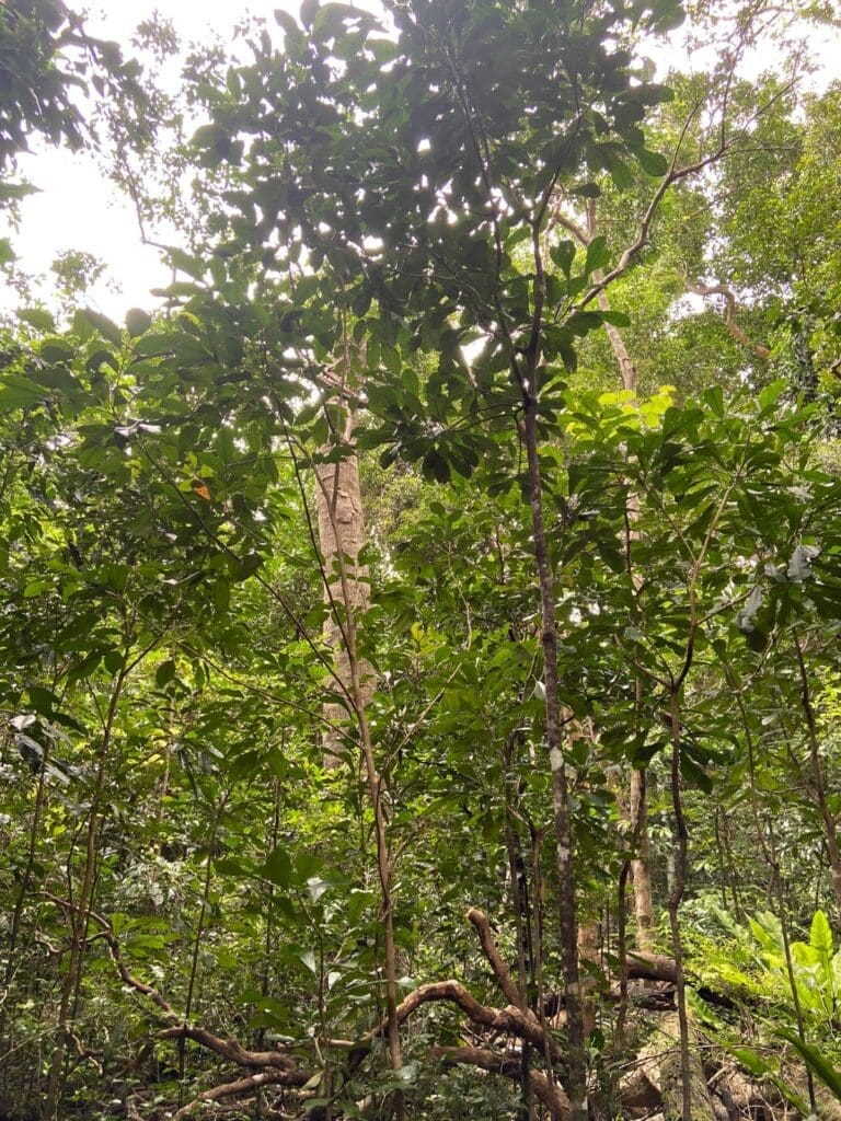 View looking up through dense understorey of thin trunks and broad leaves towards the forest canopy