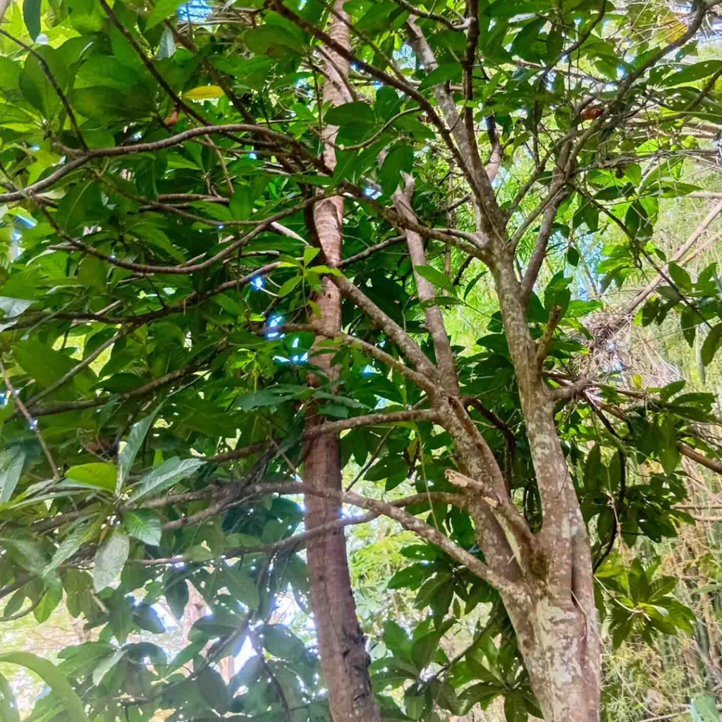 Gof Fig, Ficus habrophylla