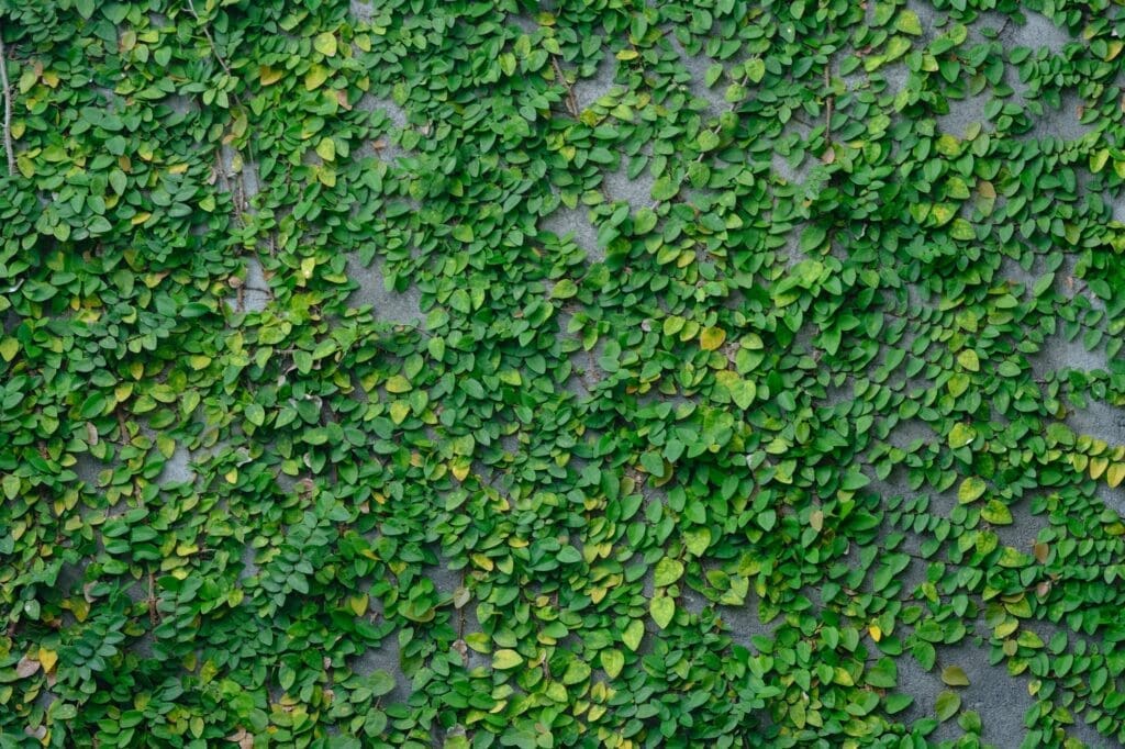 Creeping Fig, Ficus pumila, covering a wall with small heart-shaped leaves