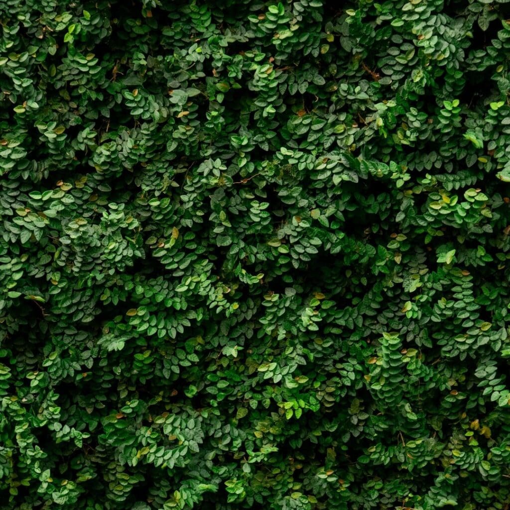 Ficus pumila ‘Minima’ forming a dense mat of tiny leaves