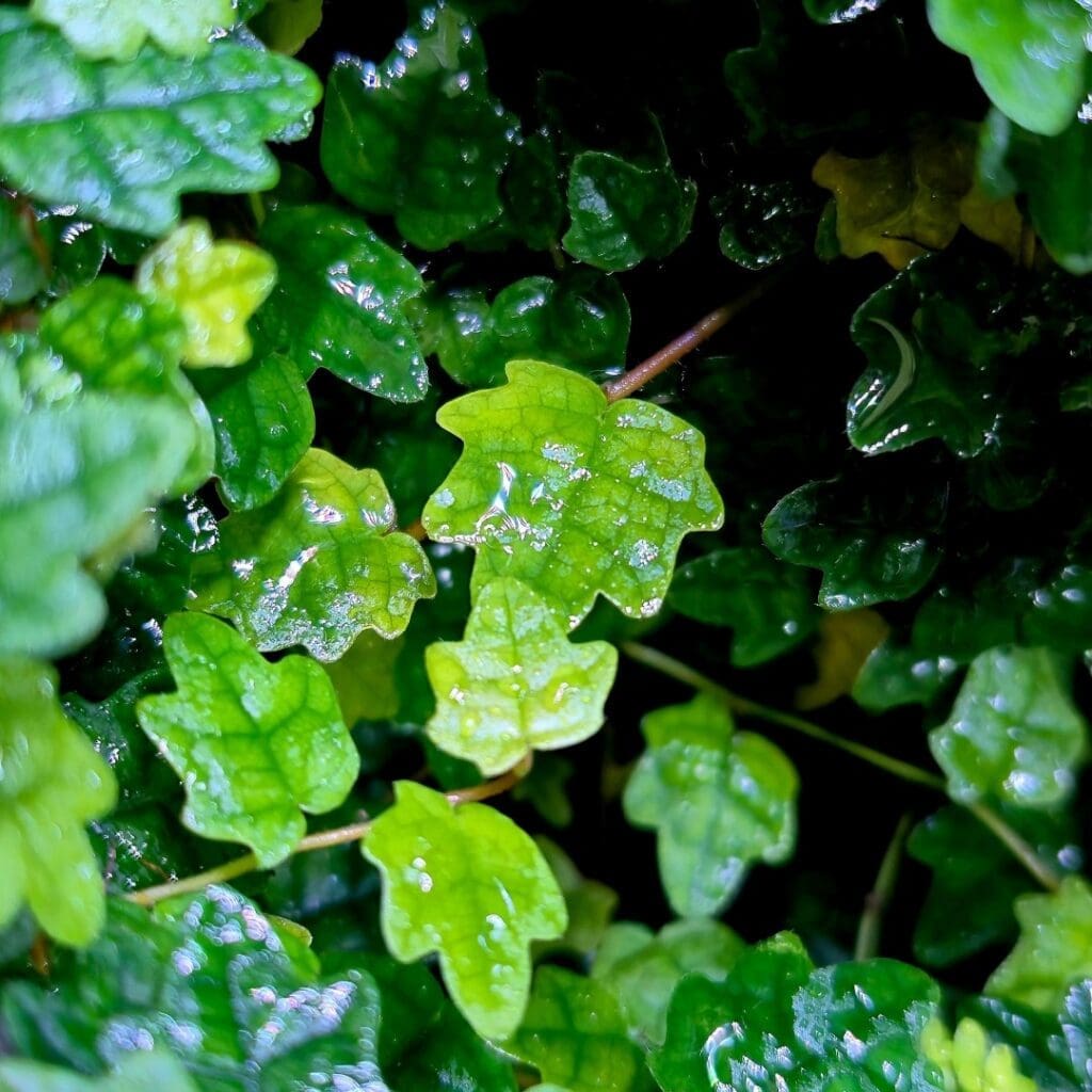 Oak Leaf Creeping Fig, Ficus pumila ‘Quercifolia’, with small lobed, crinkled leaves