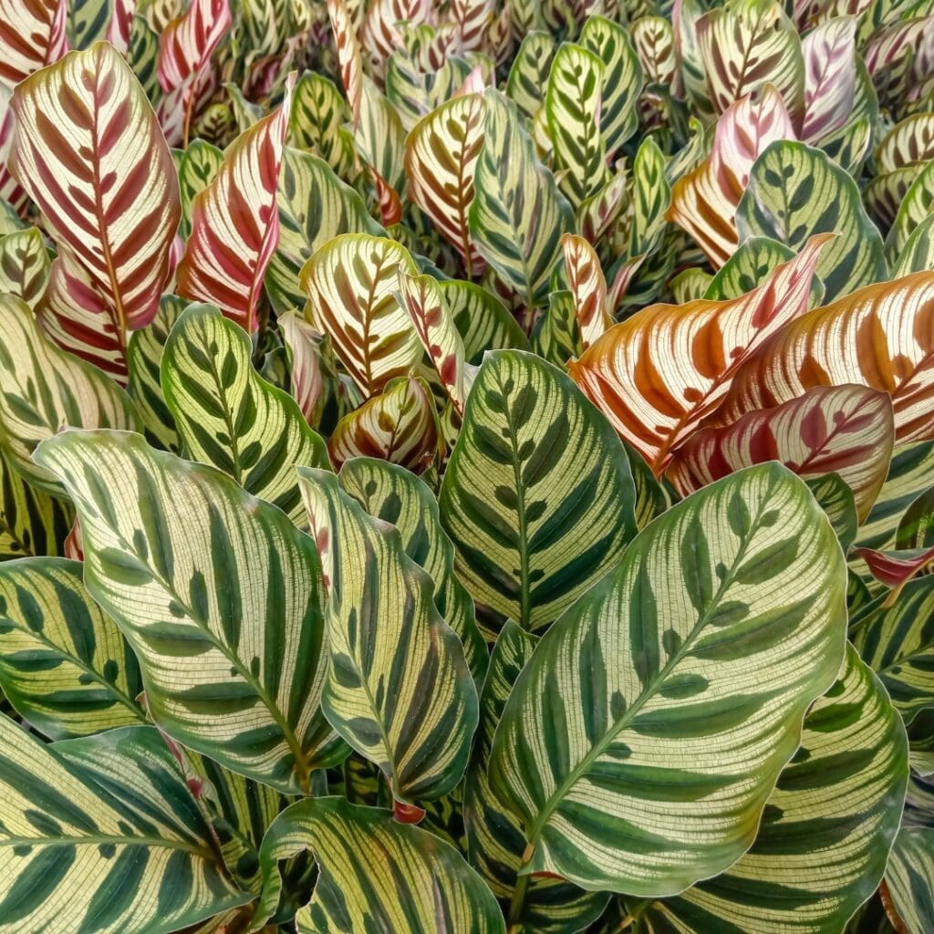 Peacock Plant, Goeppertia makoyana, with translucent patterned leaves