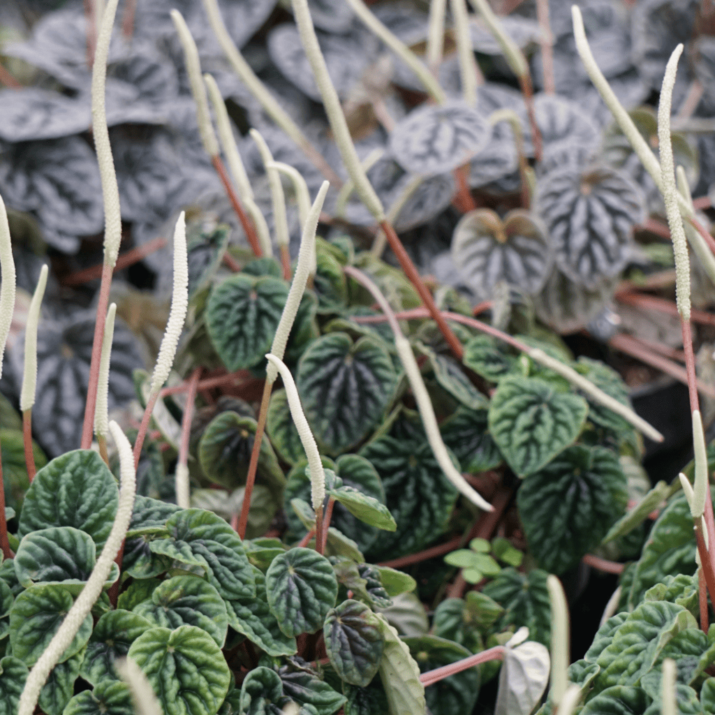 Radiator Plants, Peperomia species
