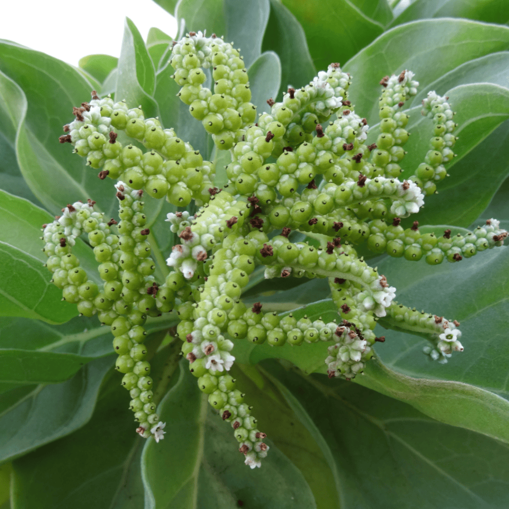 Tree Heliotrope / Octopus Bush, Heliotropium arboreum