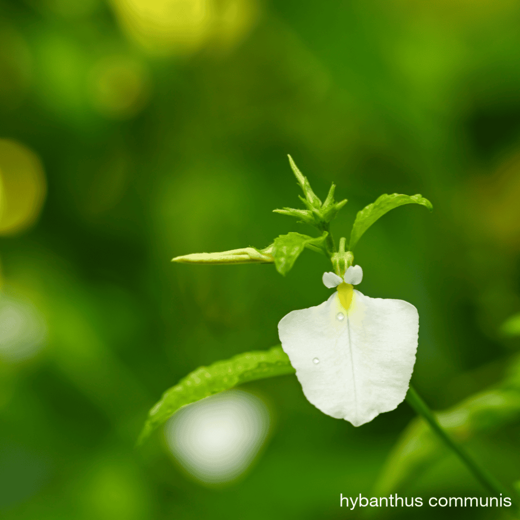 New Caledonian Hybanthus, Hybanthus caledonicus