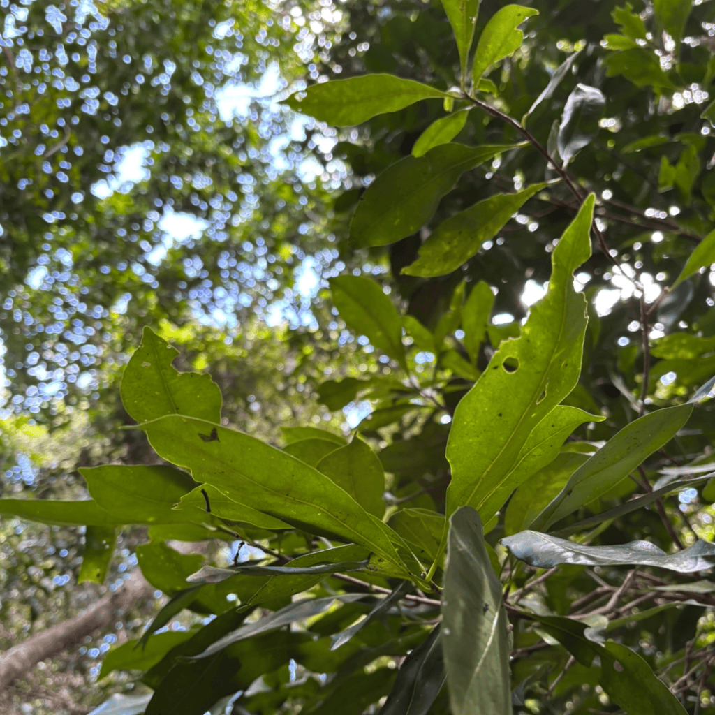 Willow-Leaved Plant, Lethedon salicifolia