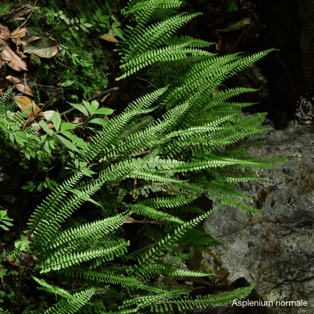 Wedgeleaf Spleenwort, Asplenium cuneatum