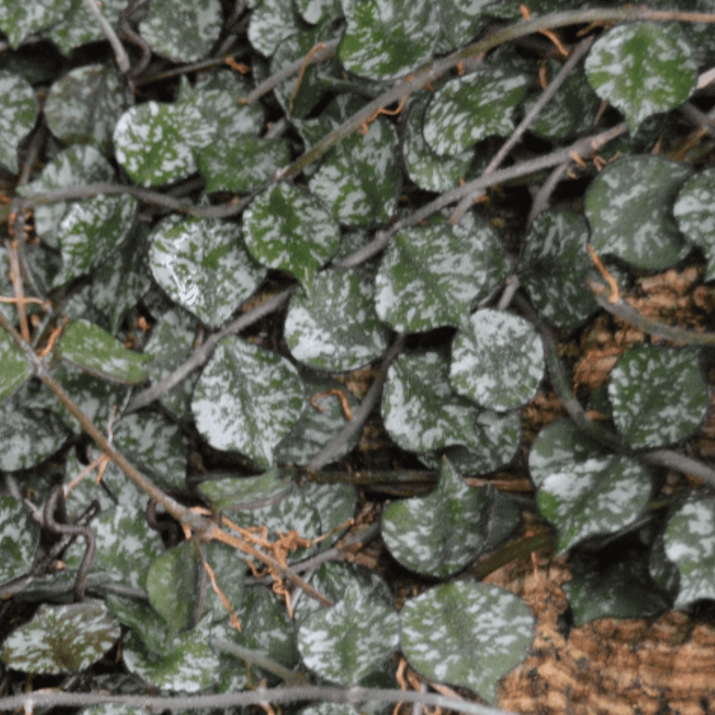 Small-Leaf Wax Plant, Hoya curtisii, with small silver-speckled trailing leaves