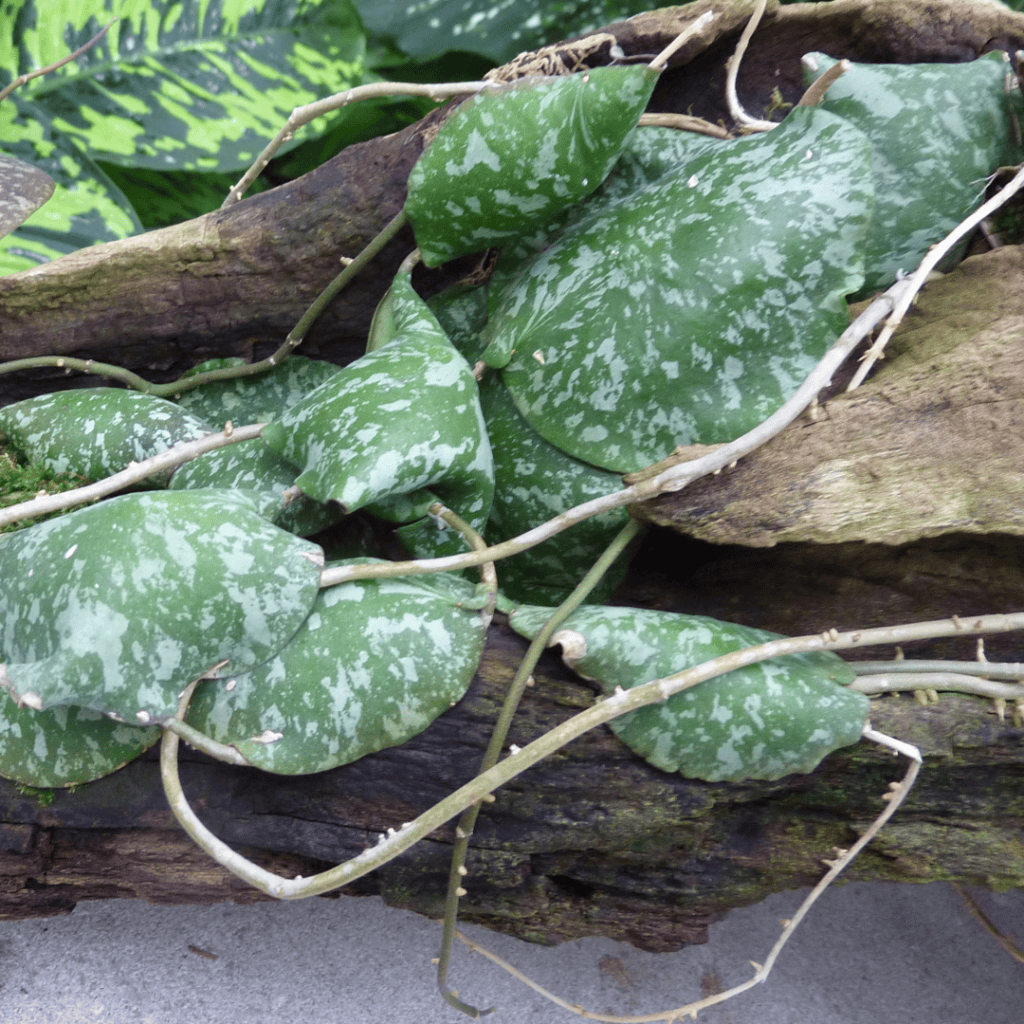 Shingling Hoya, Hoya imbricata