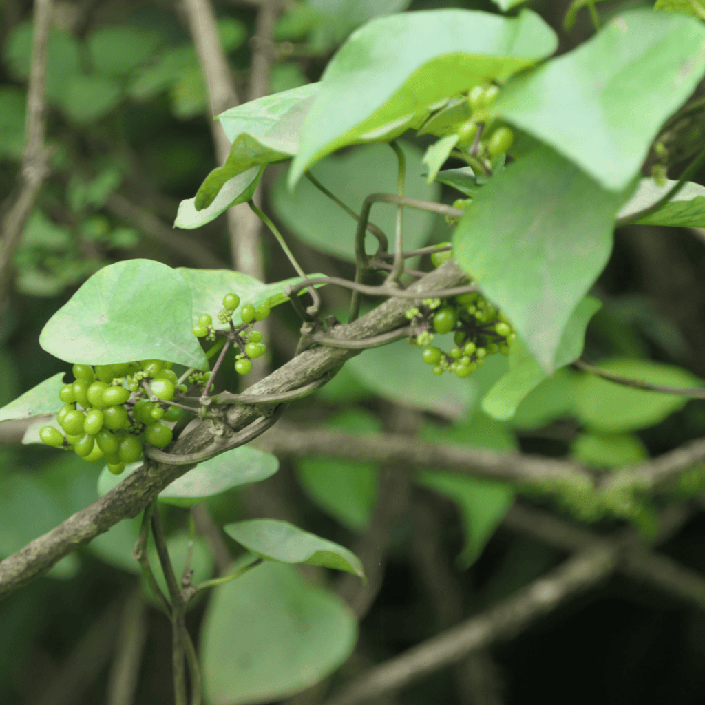 Tapevine, Stephania japonica