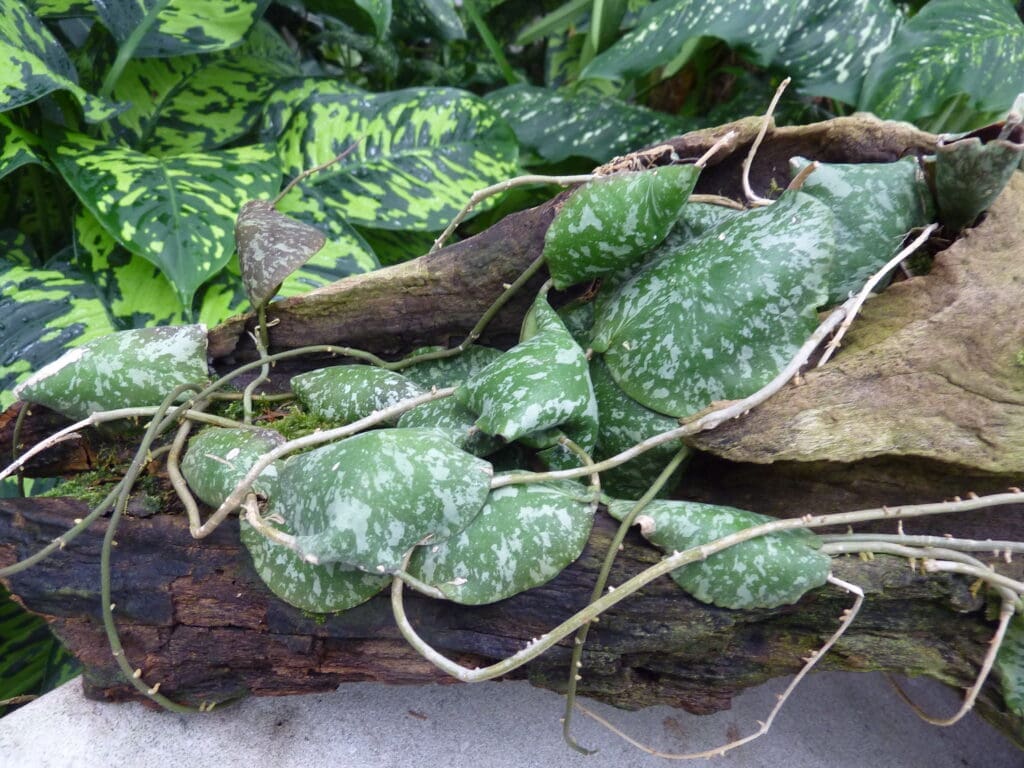Shingling Hoya, Hoya imbricata, with round leaves pressed flat against bark
