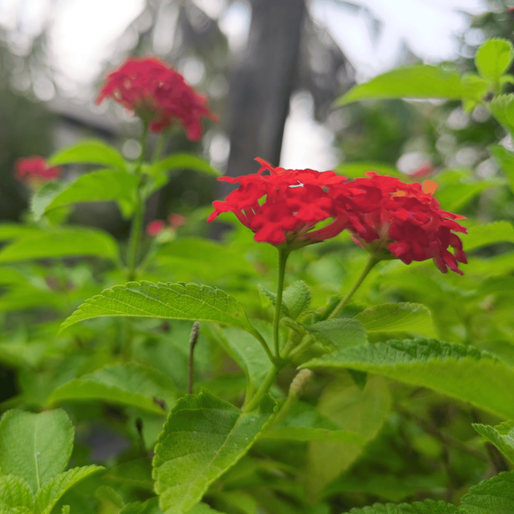 Yellow Sage / Lantana, Lantana camara