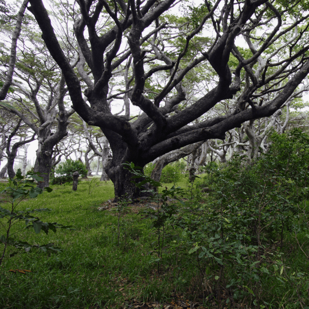 Bugney Tree, Manilkara dissecta