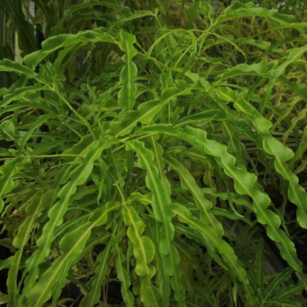 Cretan Brake Fern, Pteris cretica, with narrow wavy-edged frond segments