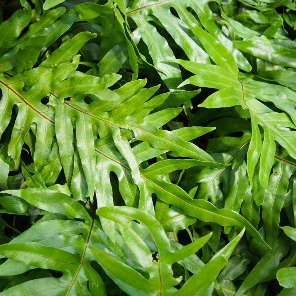 Kangaroo Paw Fern, Microsorum diversifolium, with glossy deeply lobed fronds