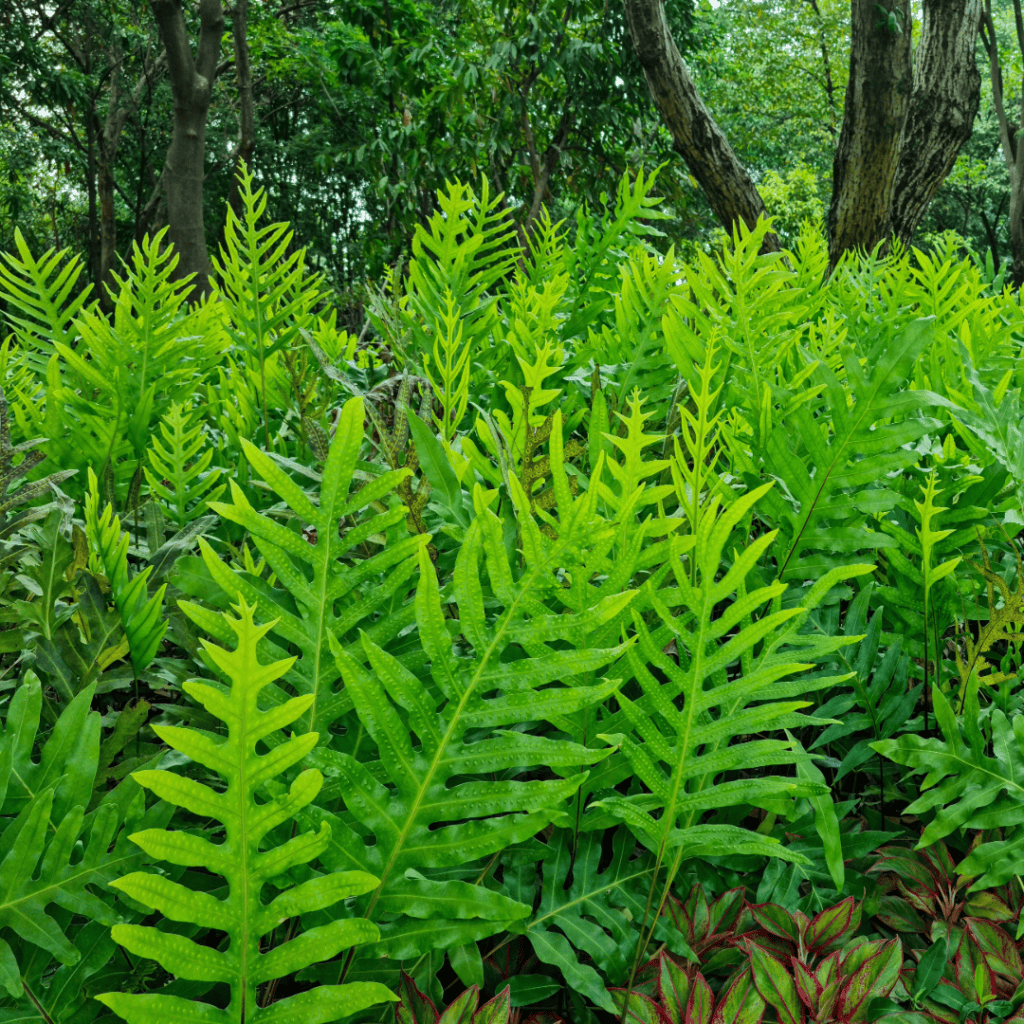 Monarch’s Fern, Microsorum scolopendria