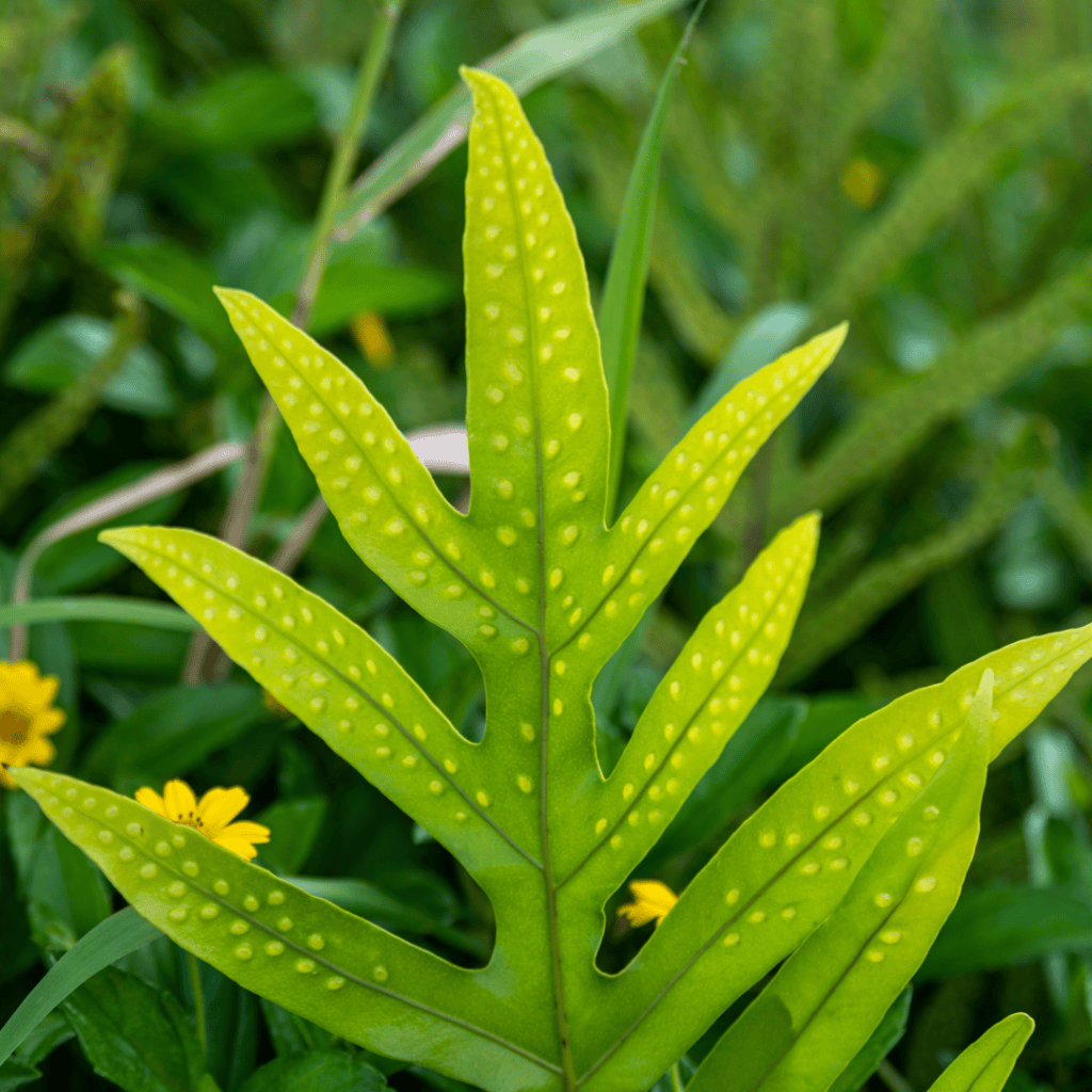 Musk Fern, Microsorum grossum