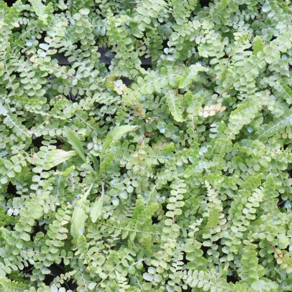 Lemon Button Fern, Nephrolepis cordifolia ‘Duffii’, with arching fronds of small round leaflets