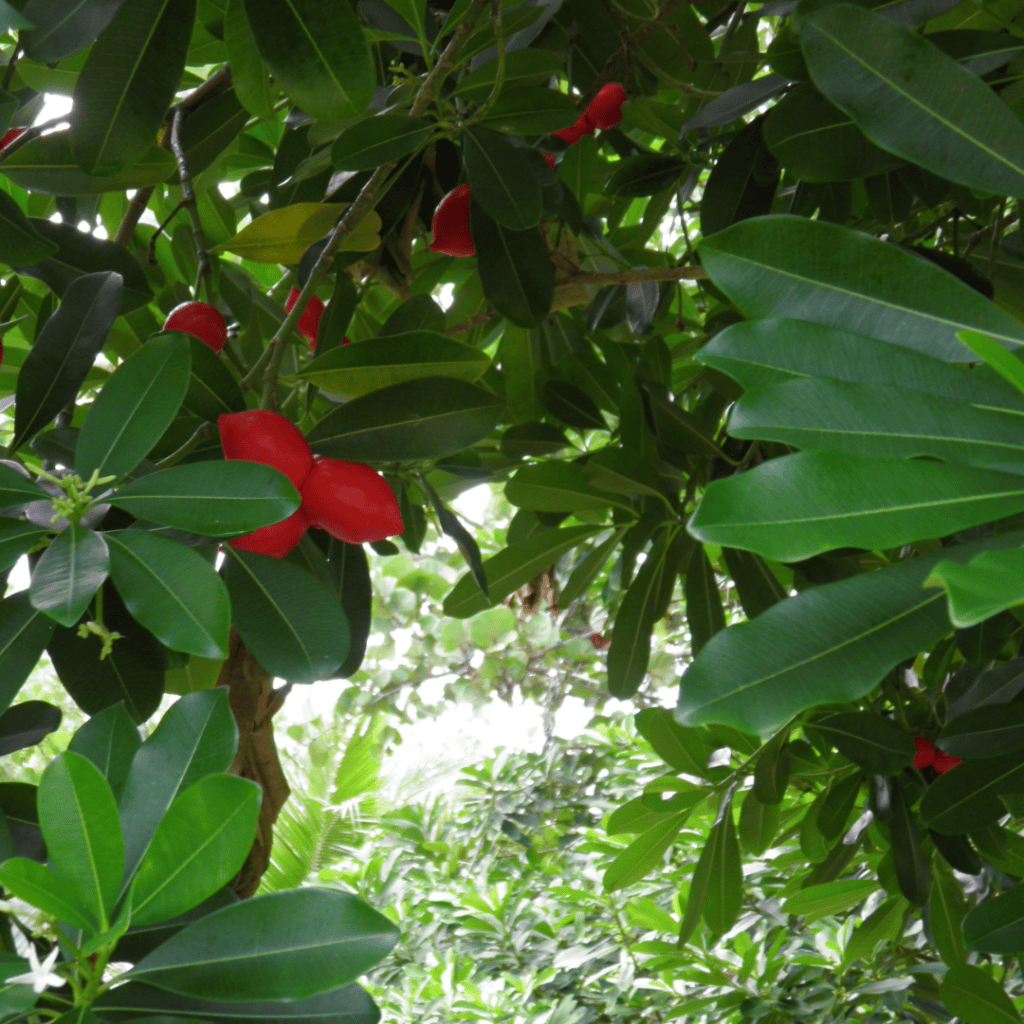 Scarlet Wedge-Apple, Ochrosia elliptica