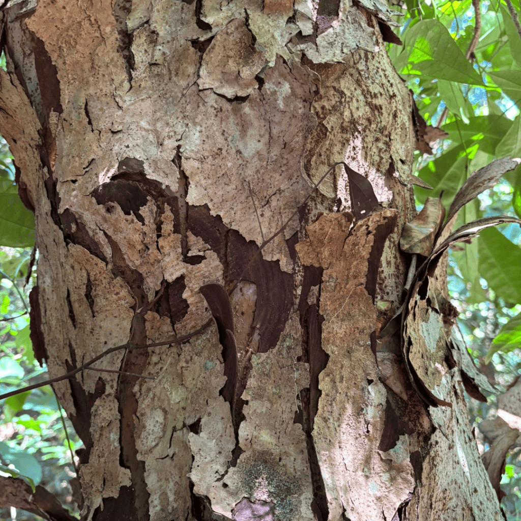 Paperbark Tree / Broad-Leaved Paperbark, Melaleuca quinquenervia