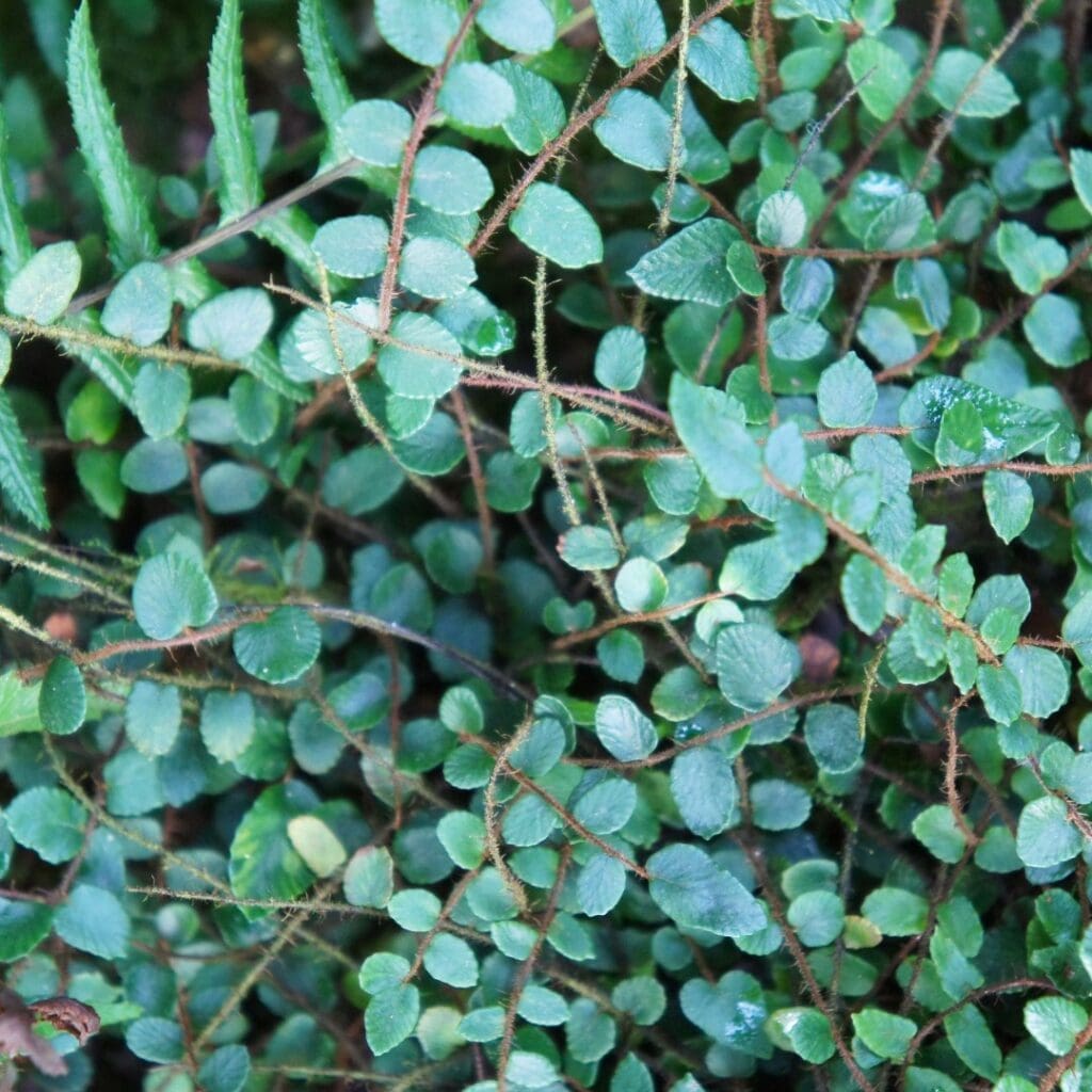Button Fern, Pellaea rotundifolia, with round leaflets on hairy reddish-brown stems