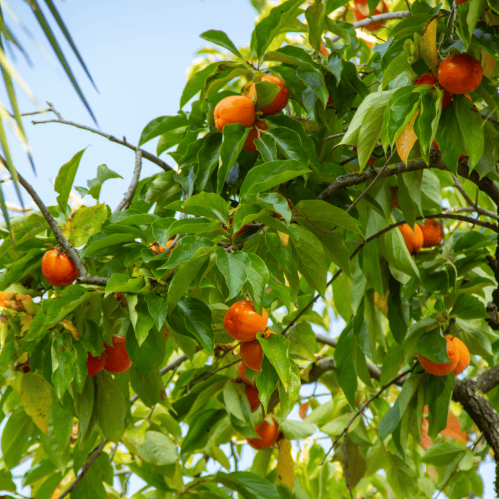 Persimmon / Ebony Trees, Diospyros species