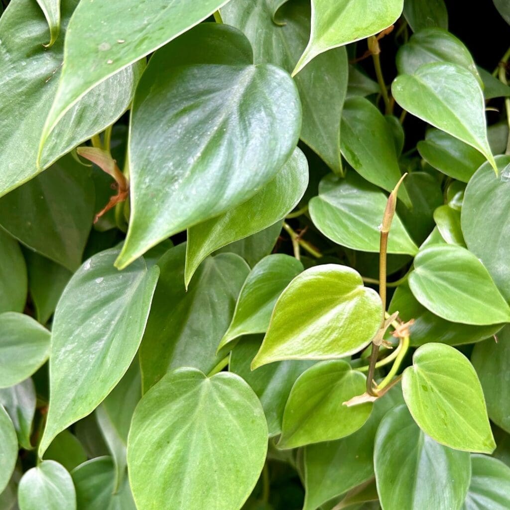 Heartleaf Philodendron, Philodendron hederaceum, an example of a small philodendron species, with glossy heart-shaped leaves