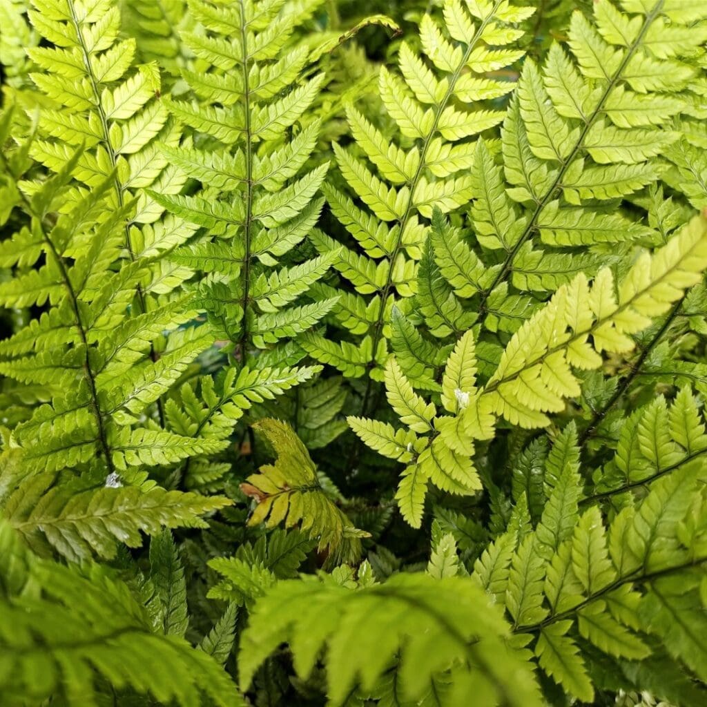Korean Rock Fern, Polystichum tsus-simense, with finely toothed divided fronds