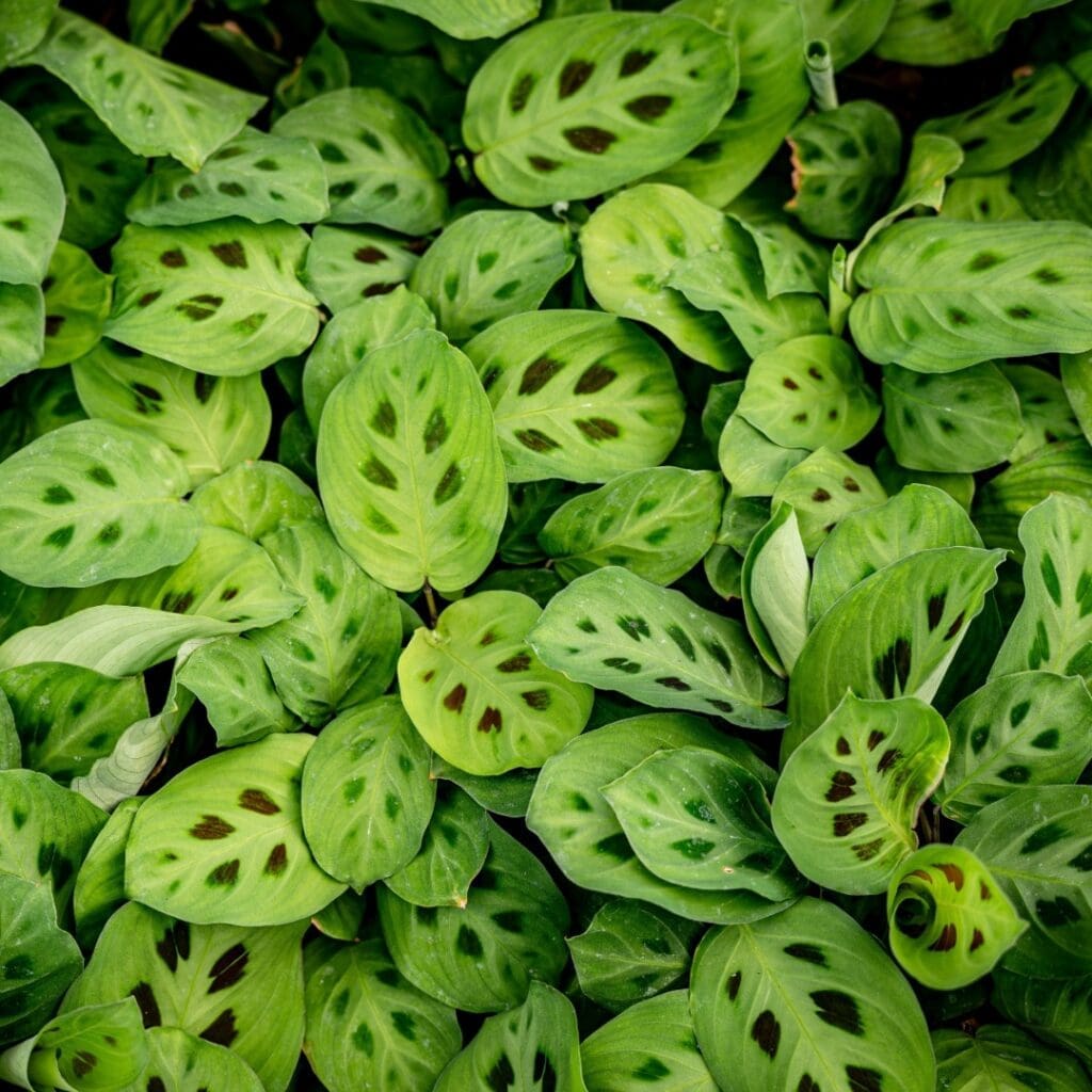 Prayer Plant, Maranta leuconeura, with patterned oval leaves and red veining