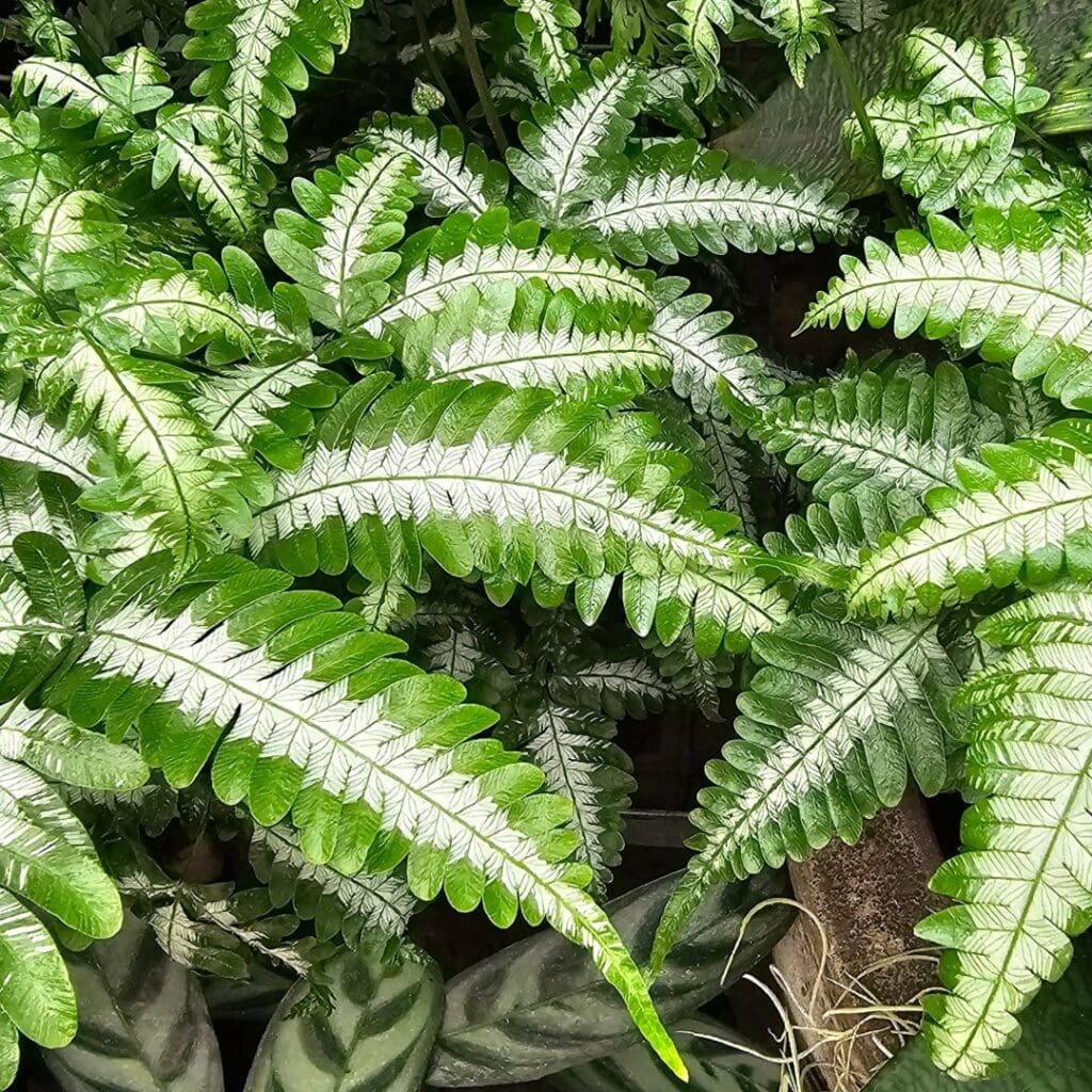 Silver Lace Fern, Pteris ensiformis, with silver-white centred fronds edged in green