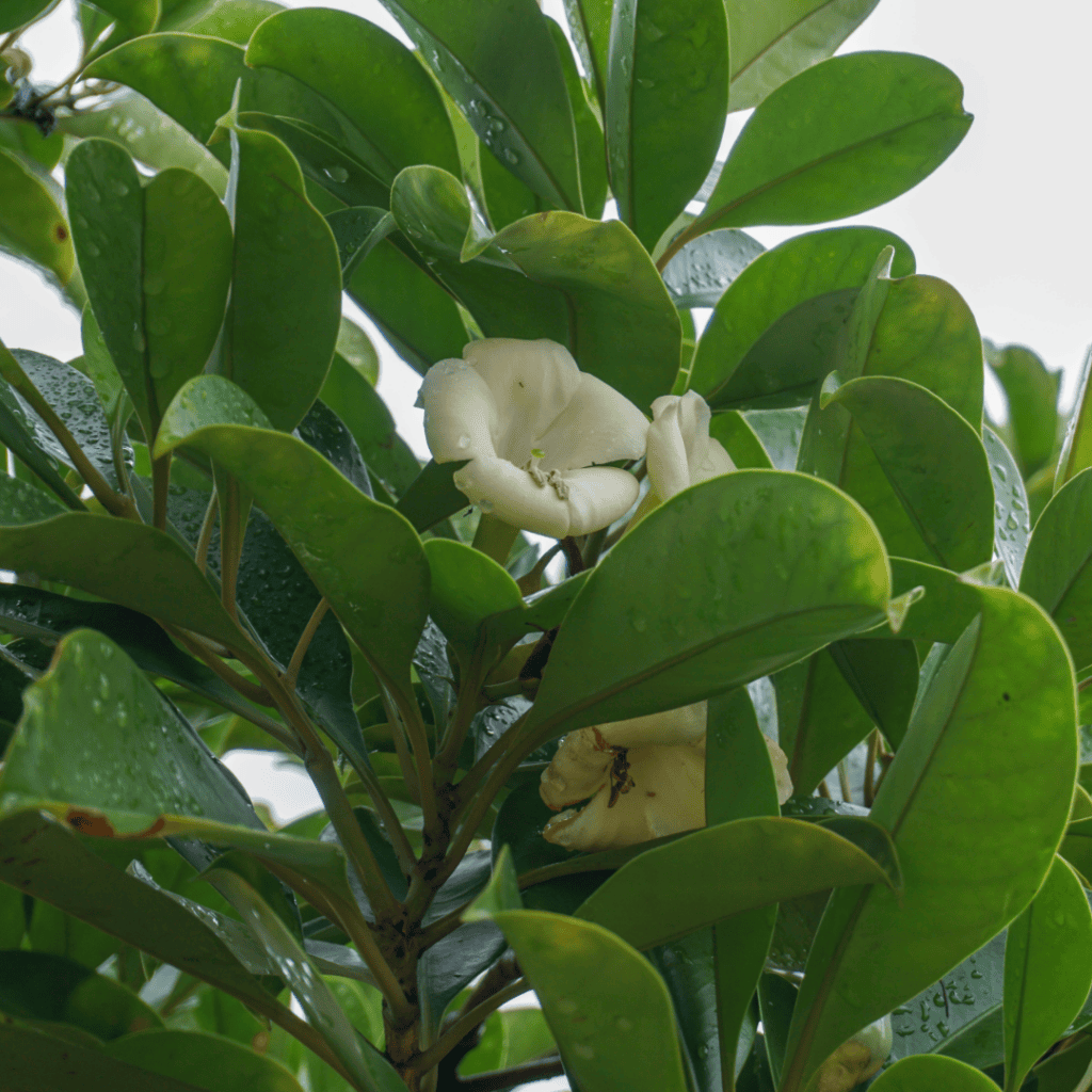 Pua Keni / Perfume Flower Tree, Fagraea berteroana