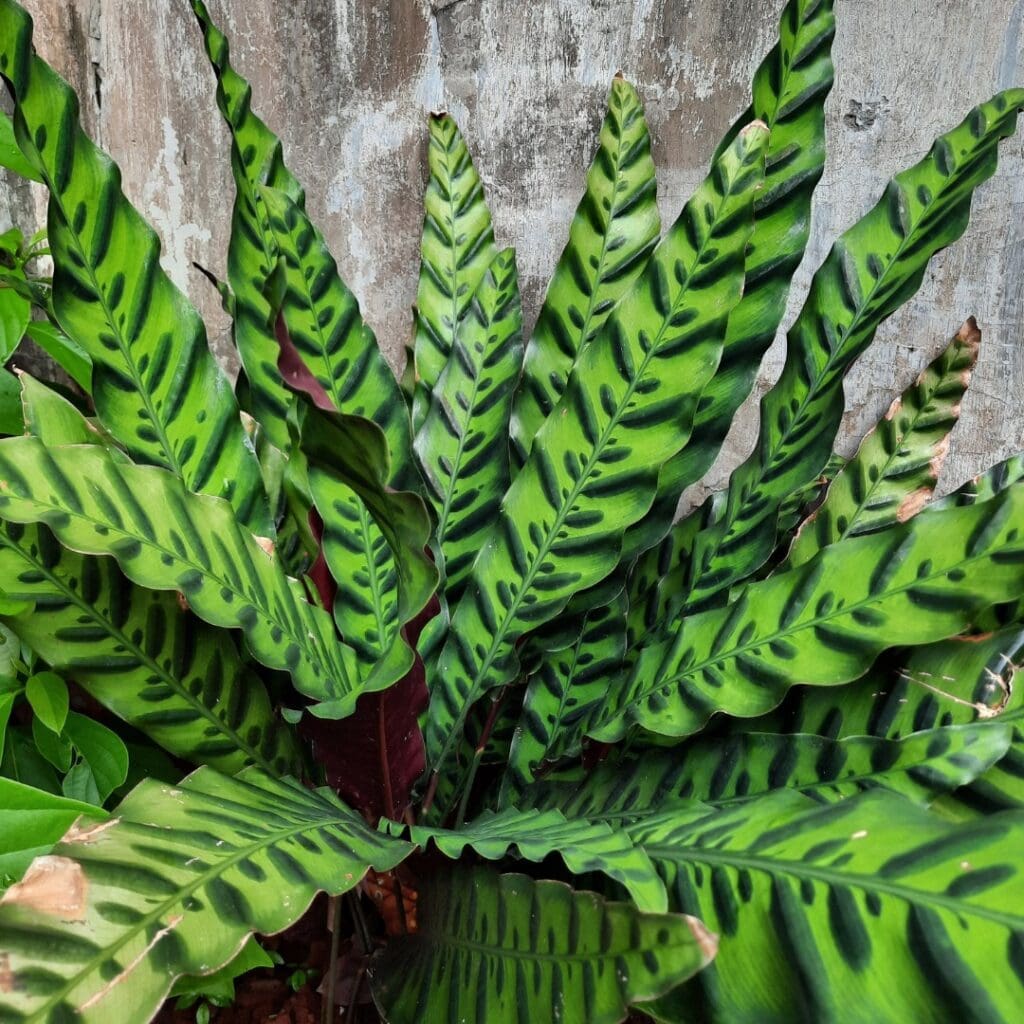 Rattlesnake Plant, Goeppertia insignis, with long wavy leaves marked in dark green