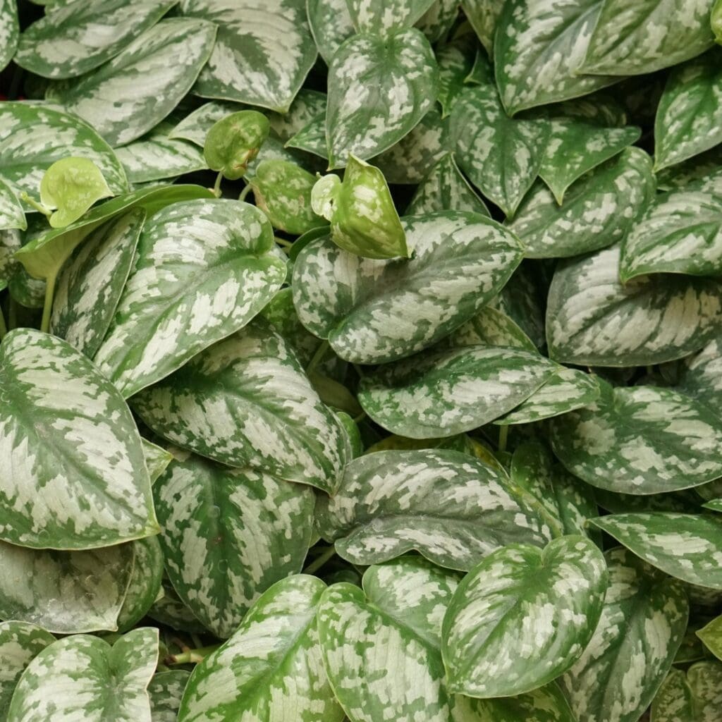 Satin Pothos, Scindapsus pictus, with silver-splashed heart-shaped leaves