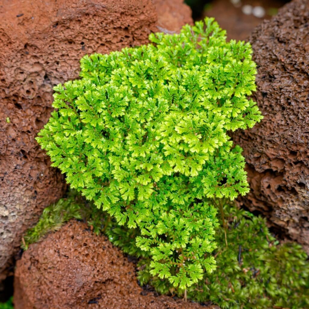 Krauss’ Spikemoss, Selaginella kraussiana, growing as a bright green mat over volcanic rock