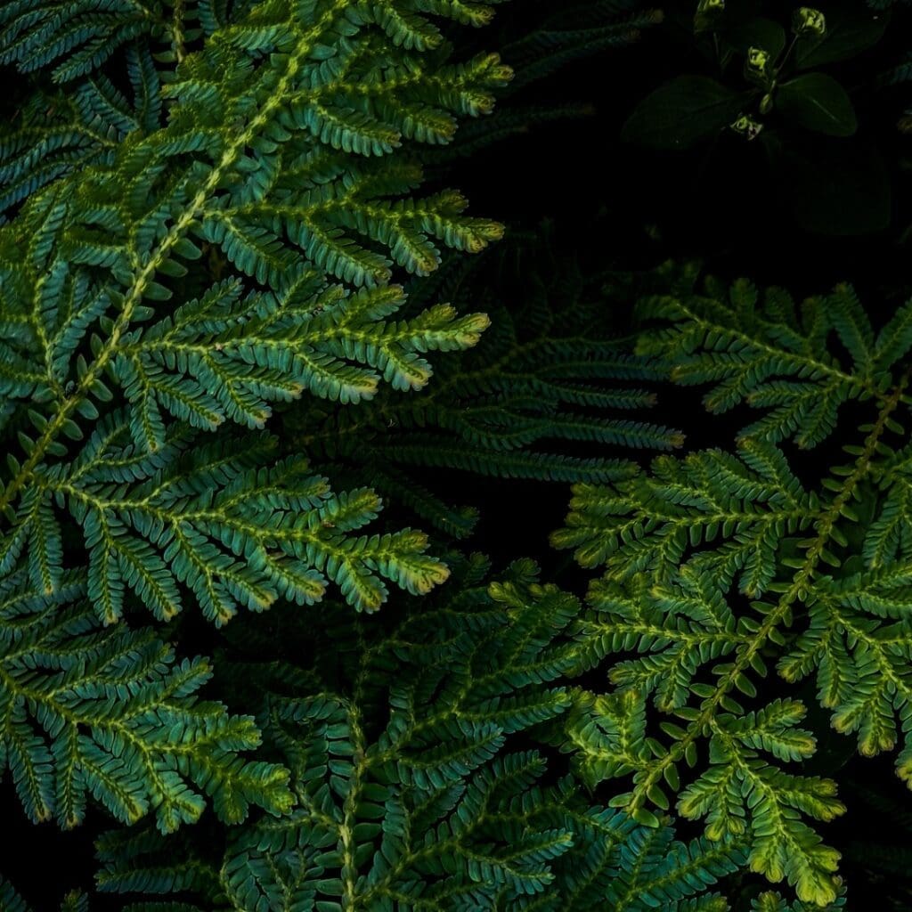 Peacock Moss, Selaginella uncinata, with blue-green iridescent fronds