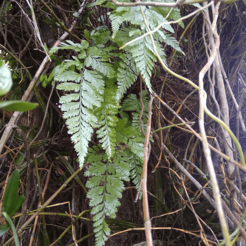 Sickle Spleenwort / Mare’s Tail Fern, Asplenium polyodon